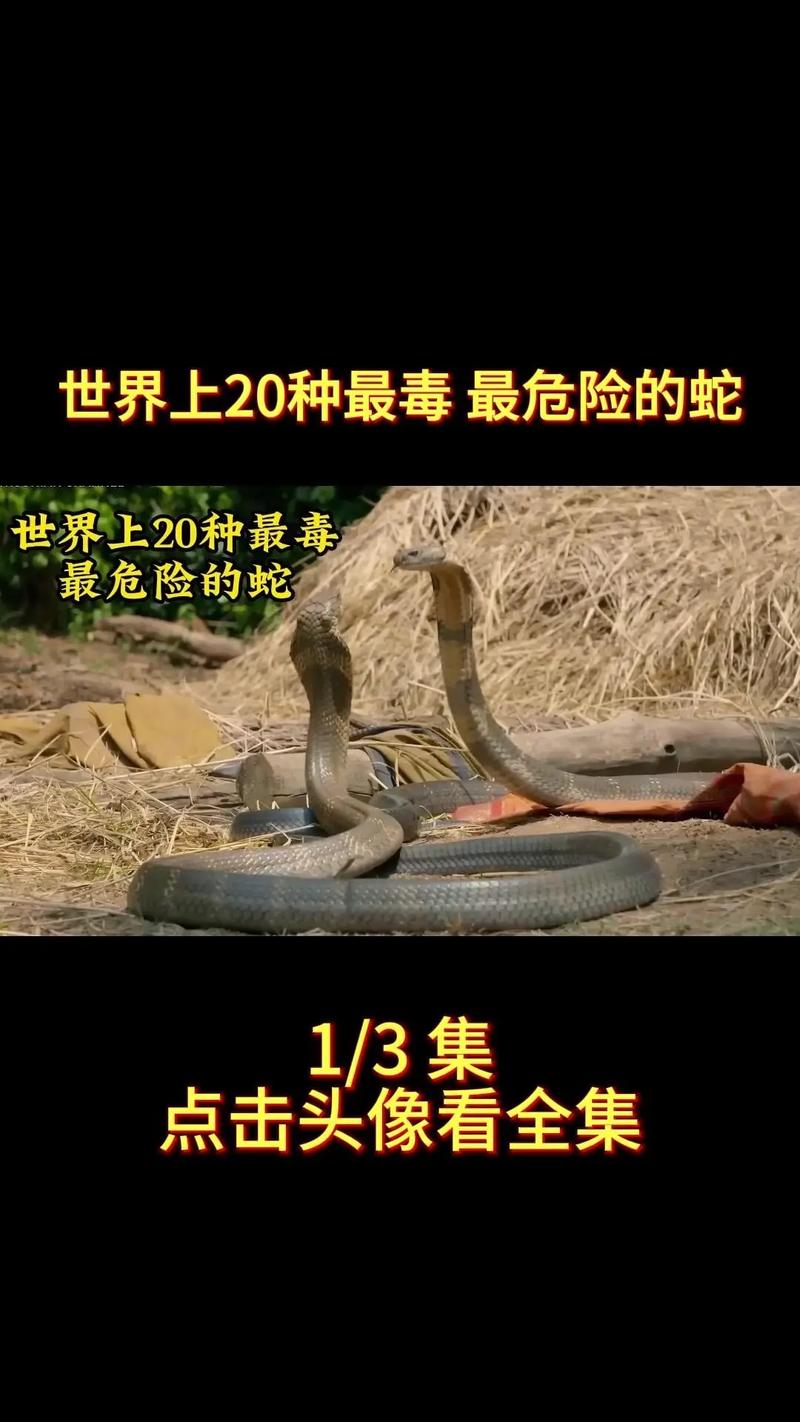 掉进蛇洞被一堆蛇J掉入蛇洞的惊险之旅-第1张图片