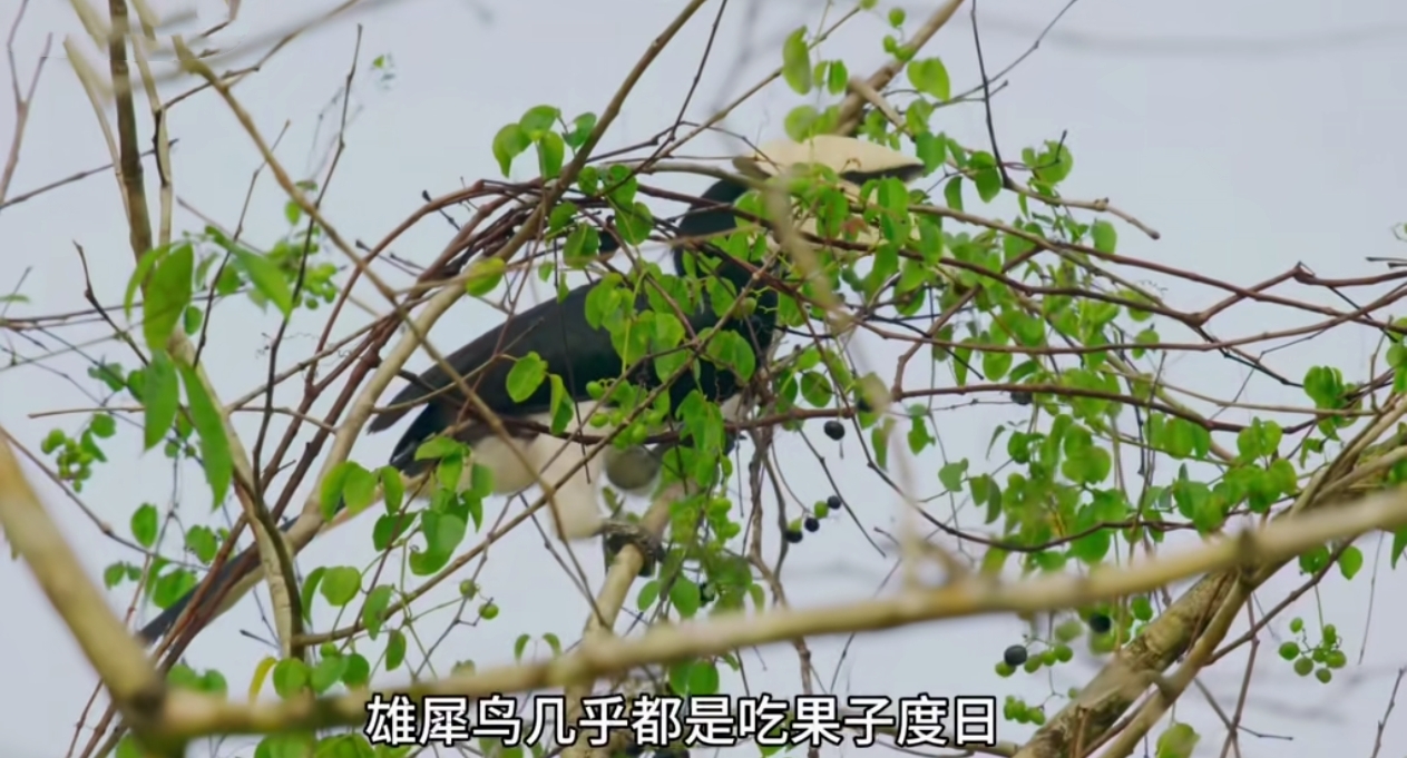爱情鸟在线论坛1爱情鸟在线论坛，探索情感交流的新天地-第2张图片