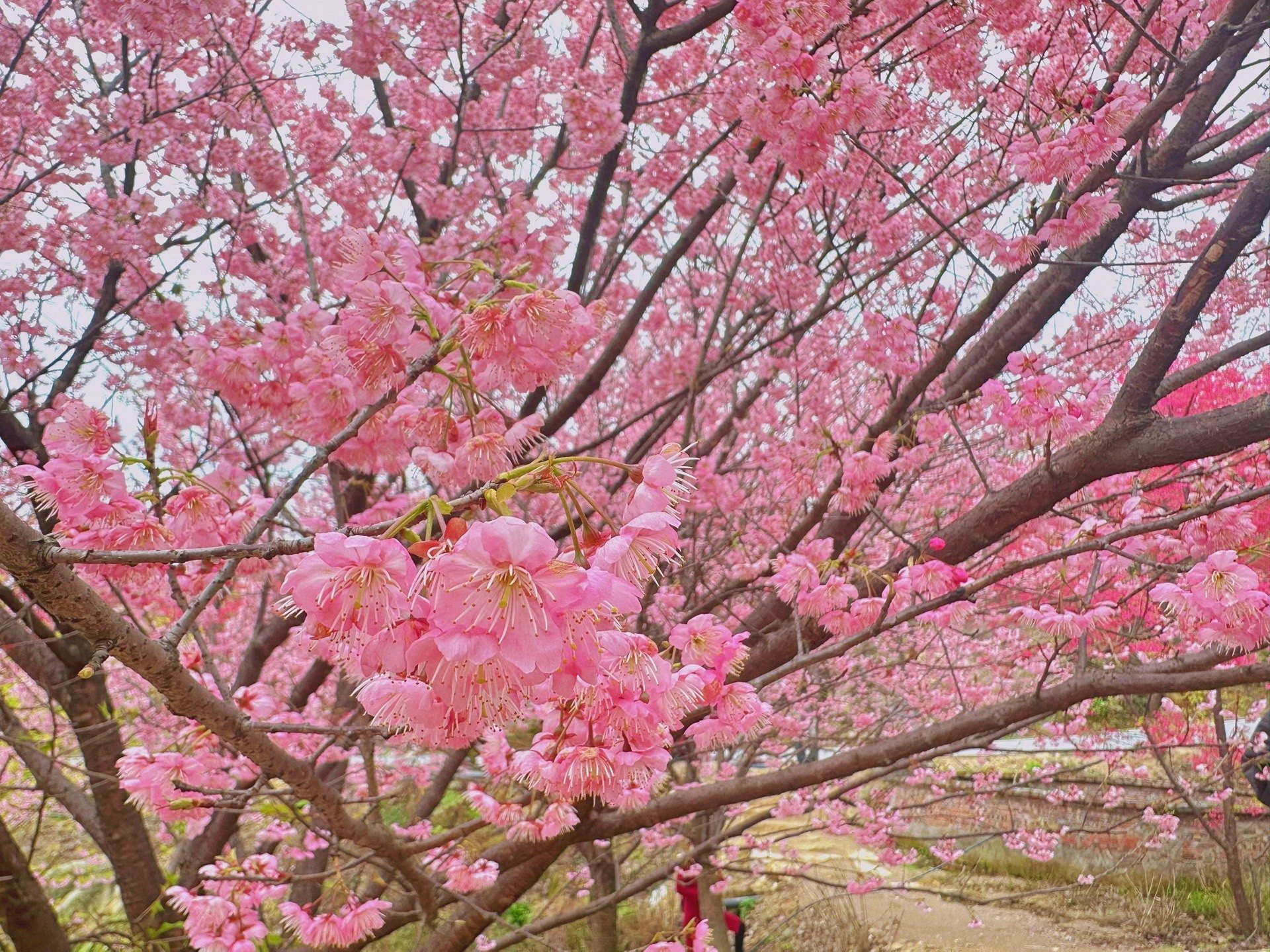 樱田樱，春日里的樱花之歌