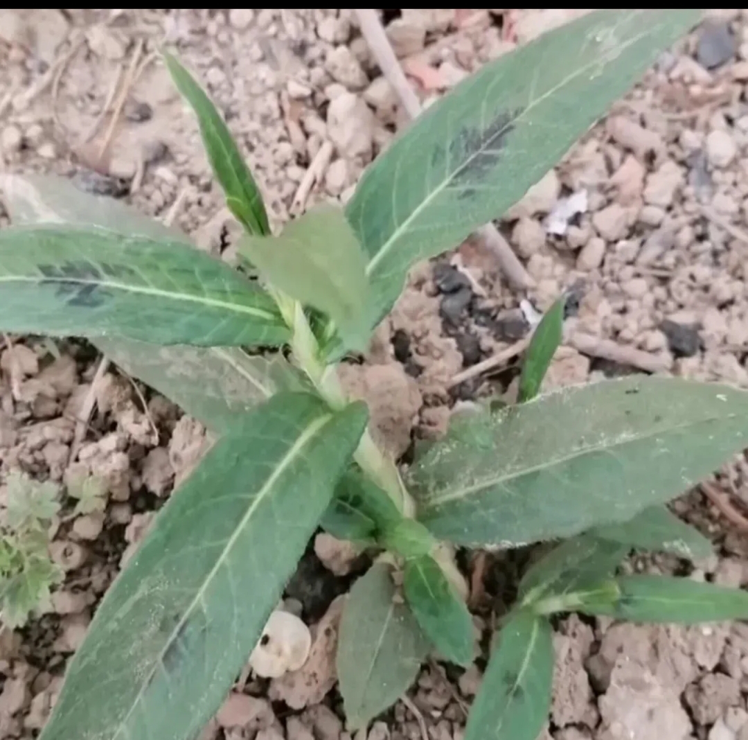 草草最新发地布入口草草最新发布入口的探索与发现-第2张图片