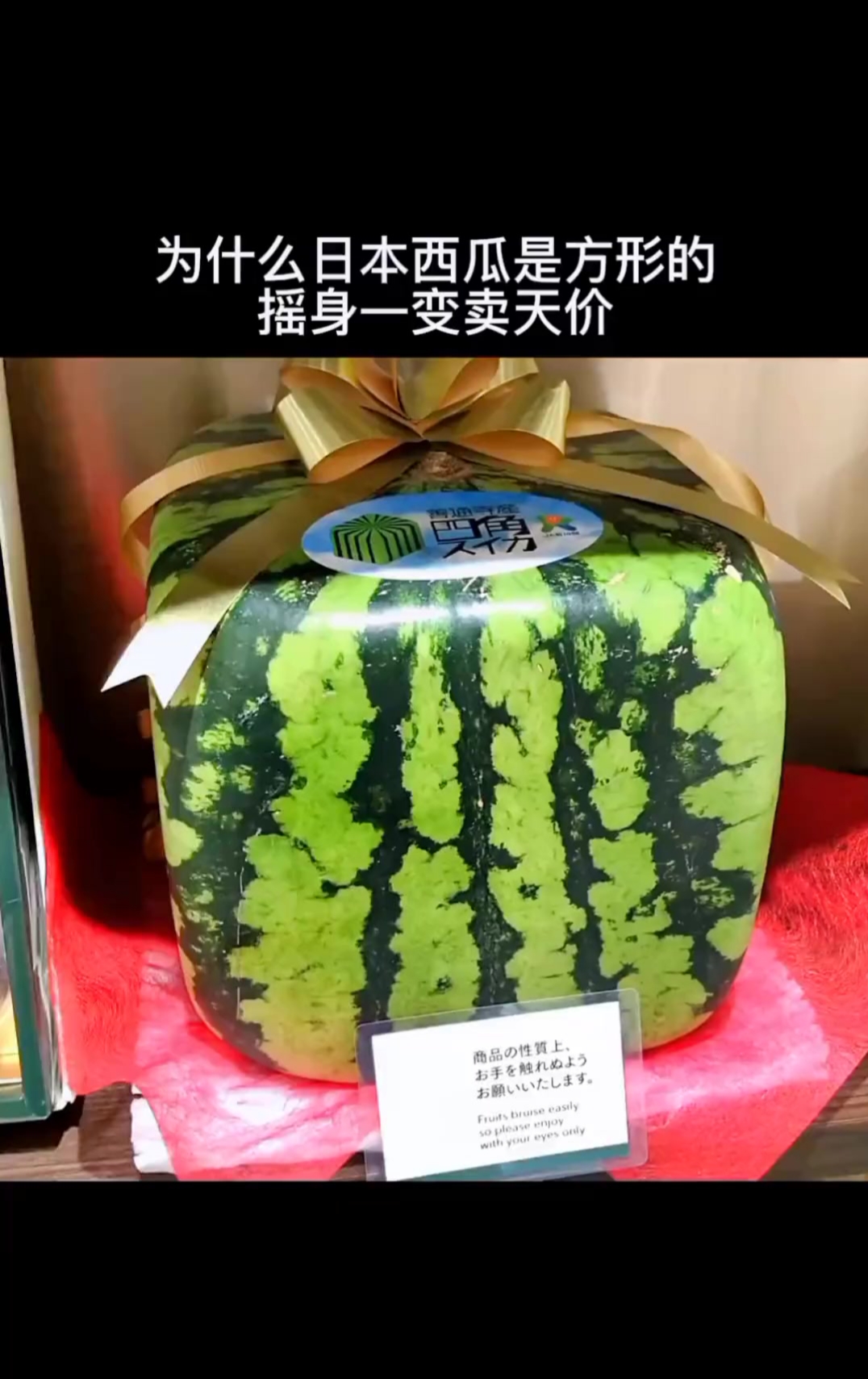 草莓樱桃丝瓜绿巨人秋葵大全草莓樱桃丝瓜绿巨人秋葵，一场味觉与营养的盛宴