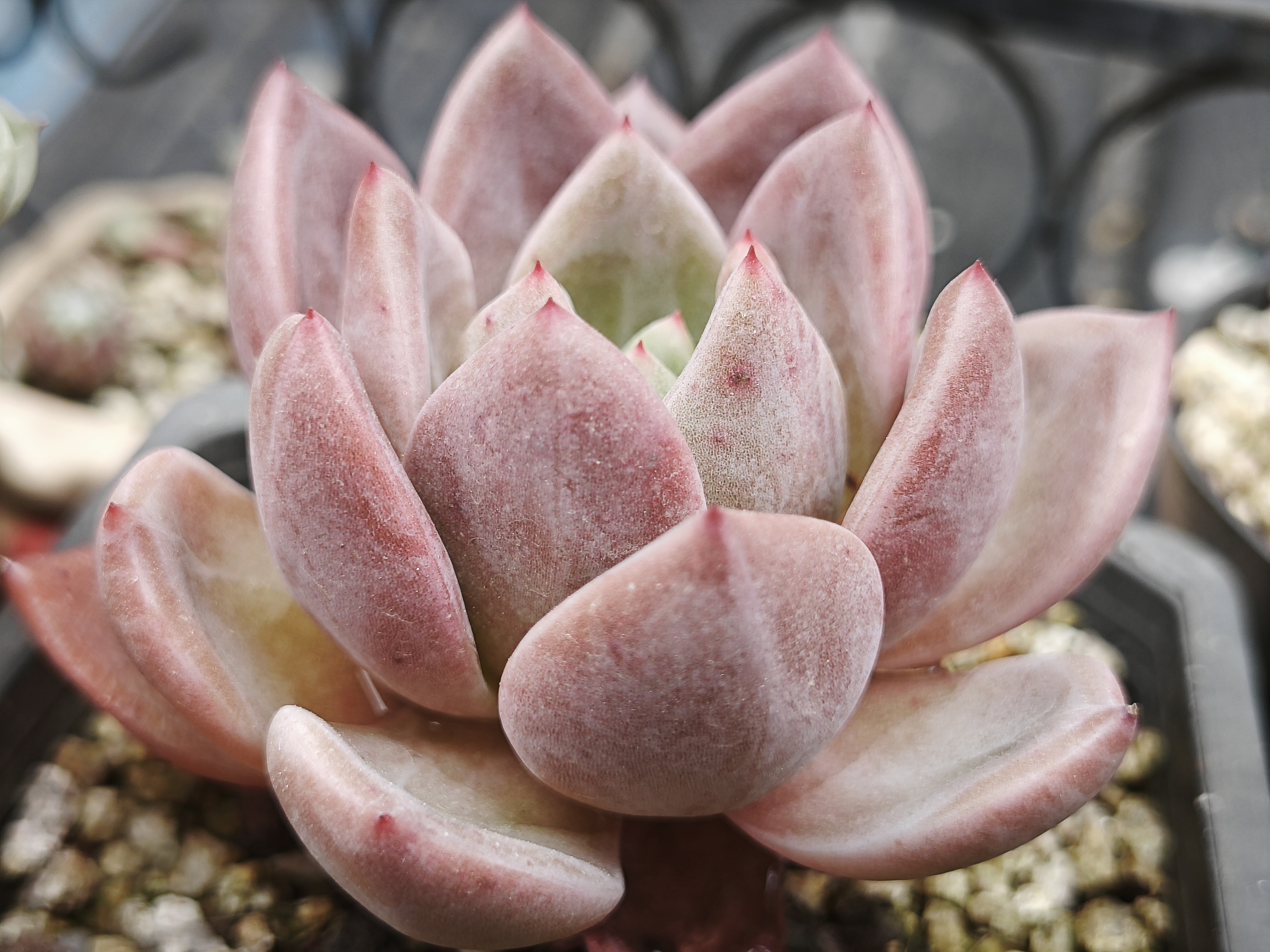 多肉500污篇多肉植物的魅力与养护的污篇-第3张图片