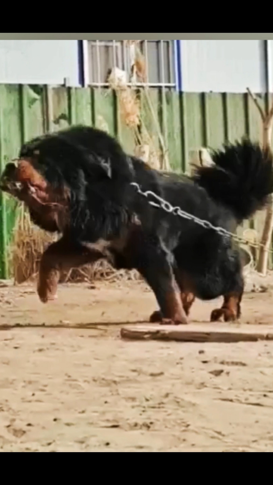 两只藏獒同时进我身体藏獒之秘——双犬共舞的奇妙体验