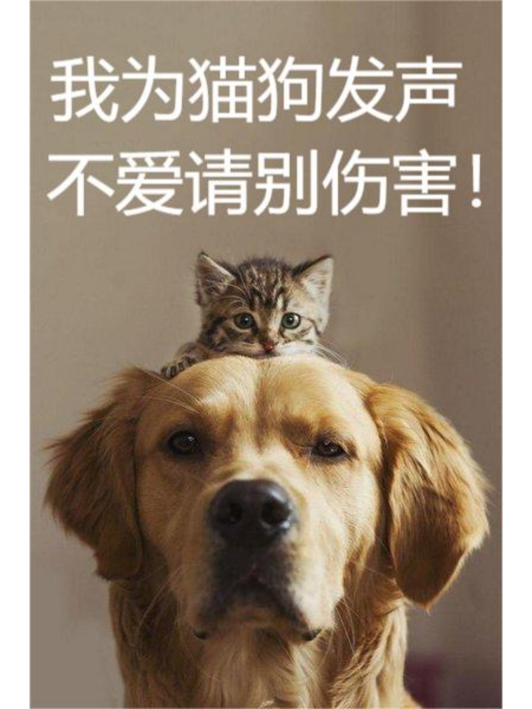 女子与狗女性与公共空间，平等与尊重的探索