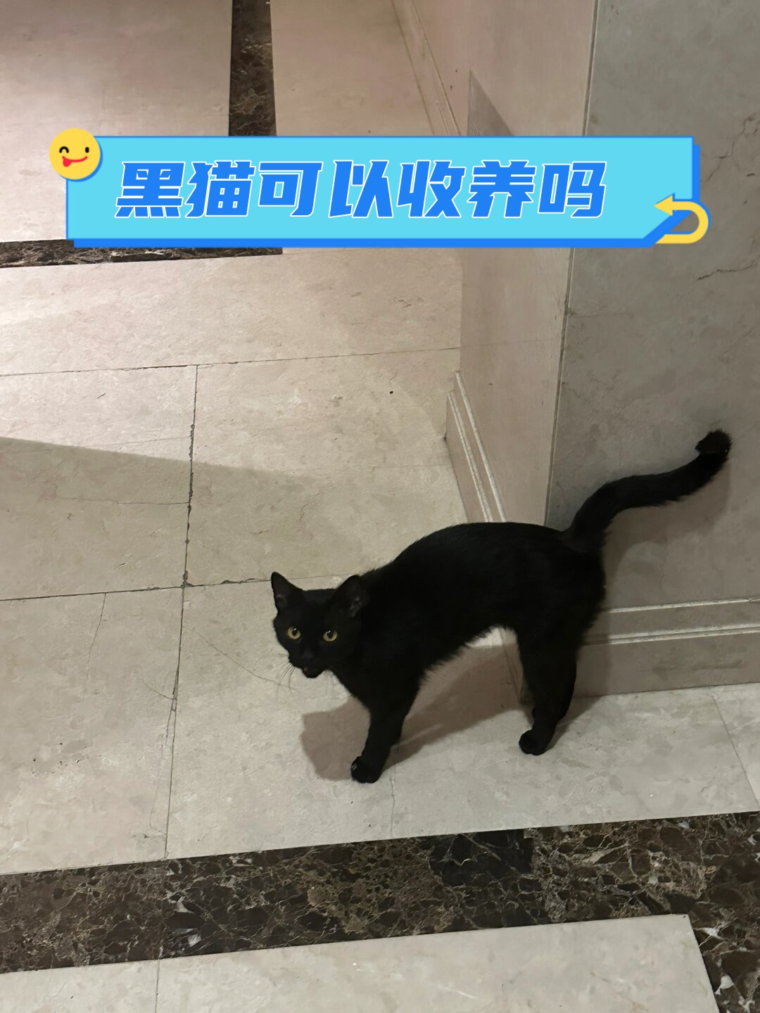 黑猫任务神秘的黑猫任务