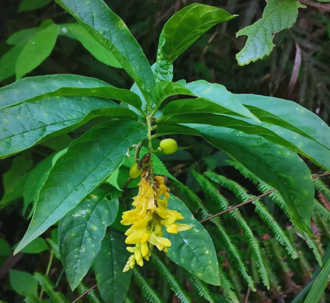 什么叫倒插莲花倒插莲花，美丽与独特的植物形态-第3张图片