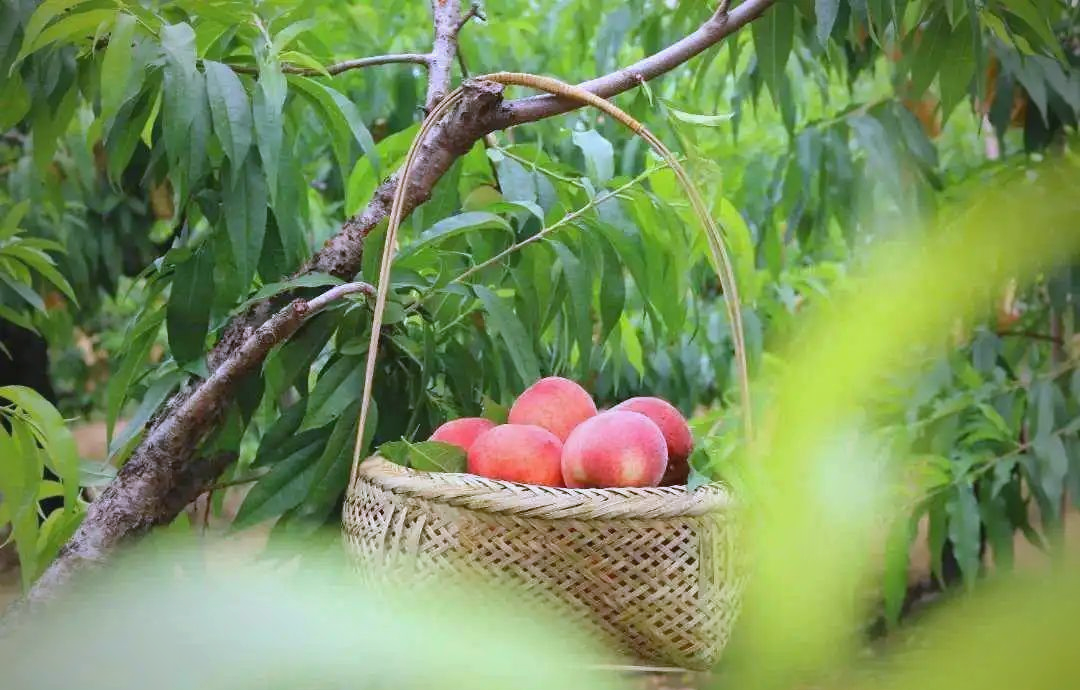 品味夏日甜蜜，好想你水蜜桃子肉的魅力-第3张图片