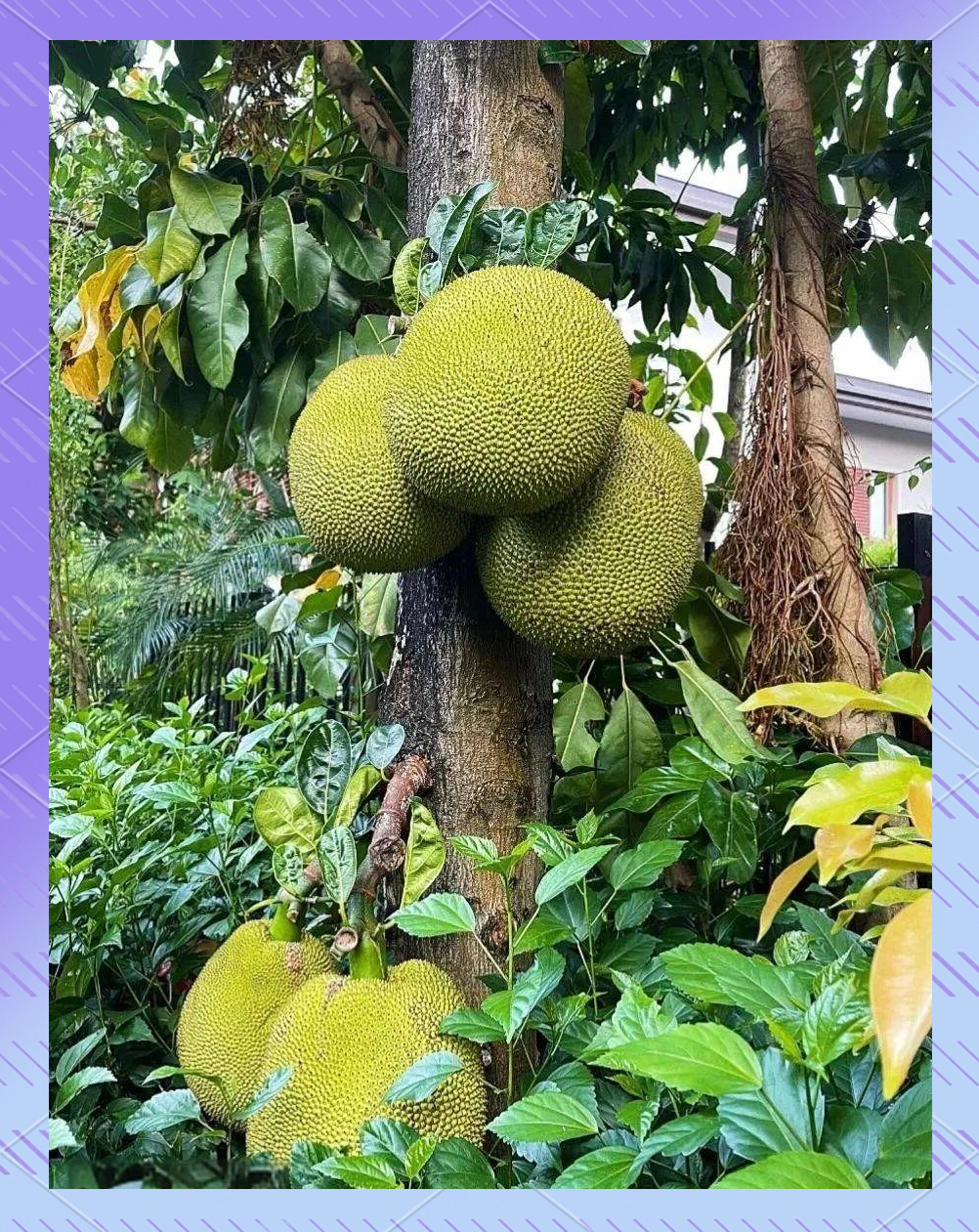 菠萝蜜app网站入口菠萝蜜app网站入口，探索与体验的全新旅程-第3张图片