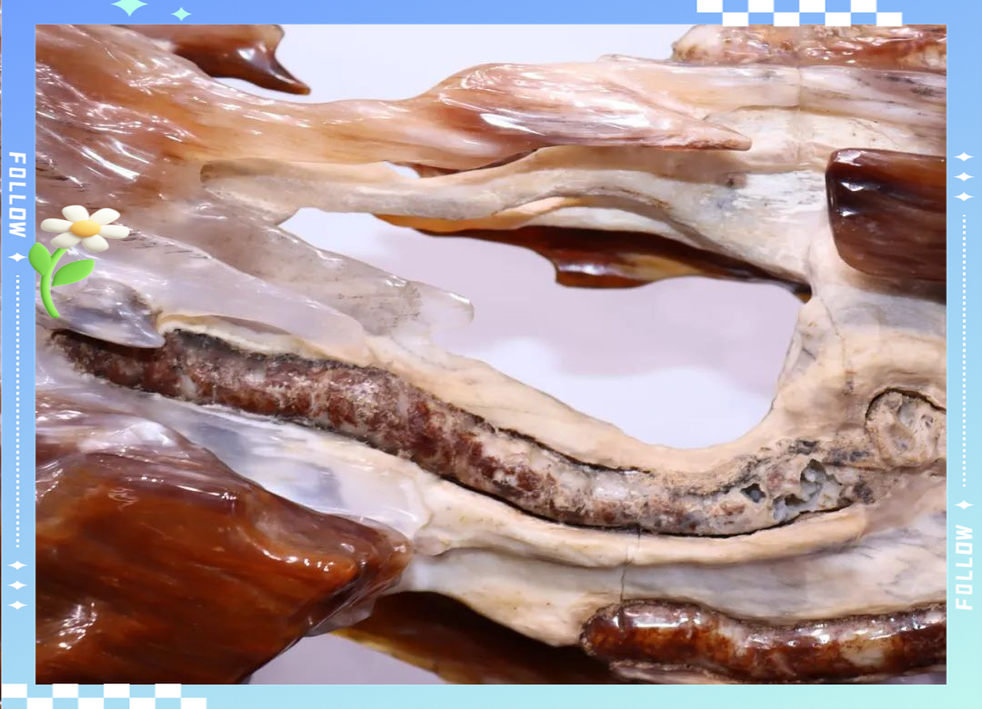 腐肉大餐腐肉大餐，一场自然界的独特盛宴-第3张图片