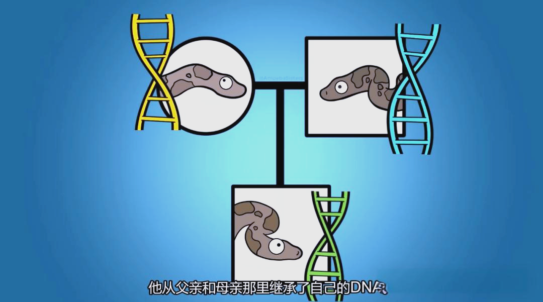 探索人与马之间的基因奥秘，人和马的DNA研究