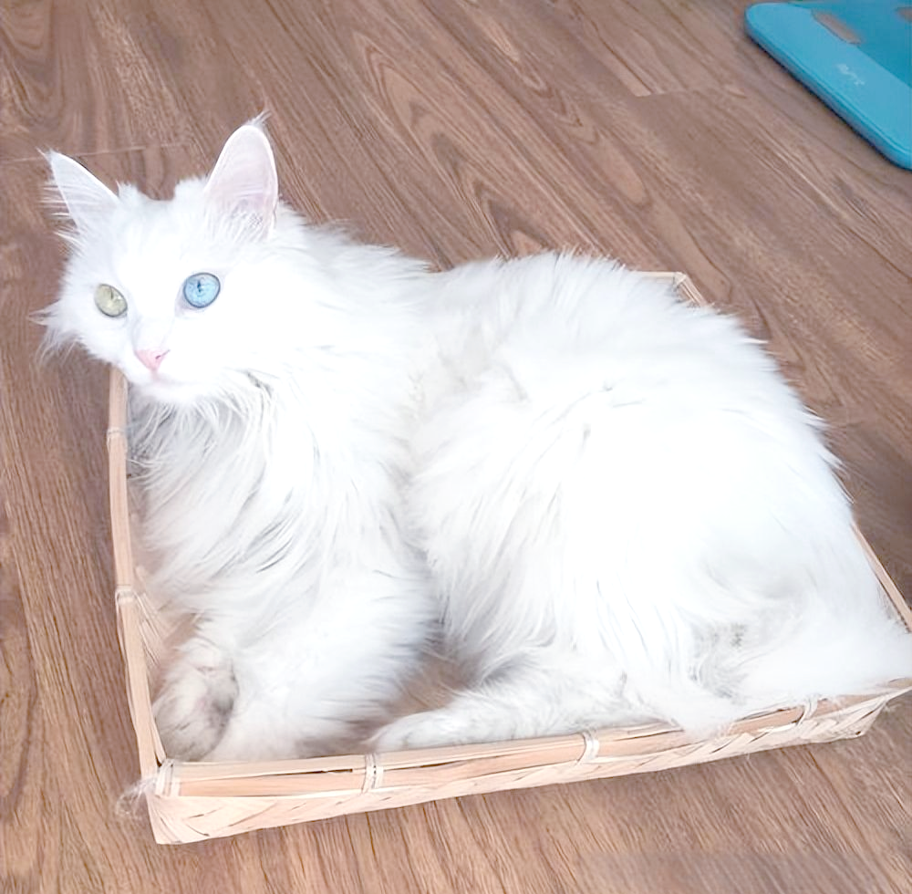 探索成版人猫咪APP，一个全新的互动体验世界