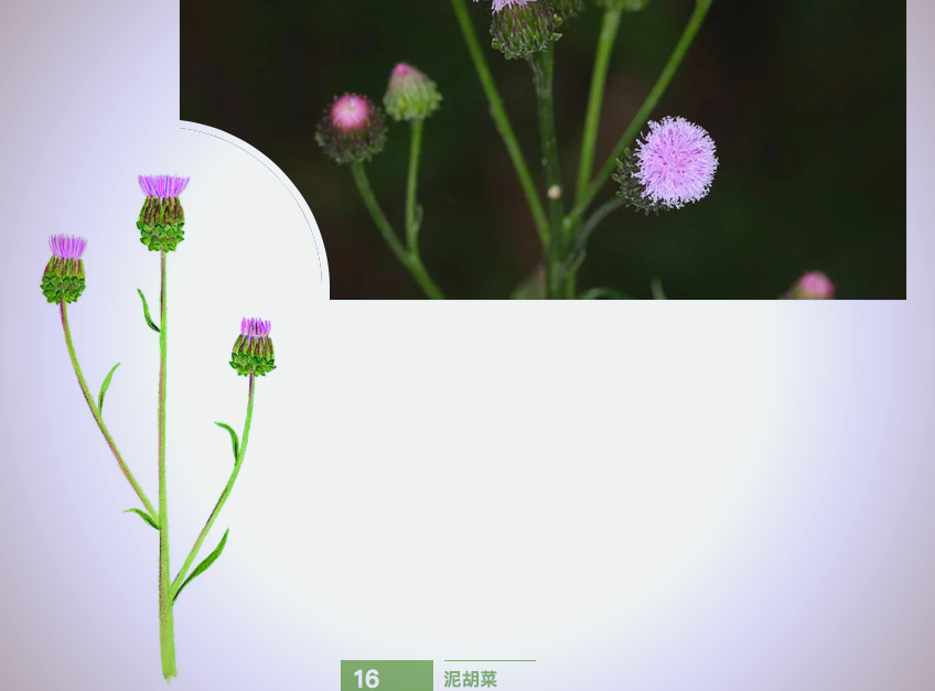 野花社区在线观看免费资源探索-第1张图片
