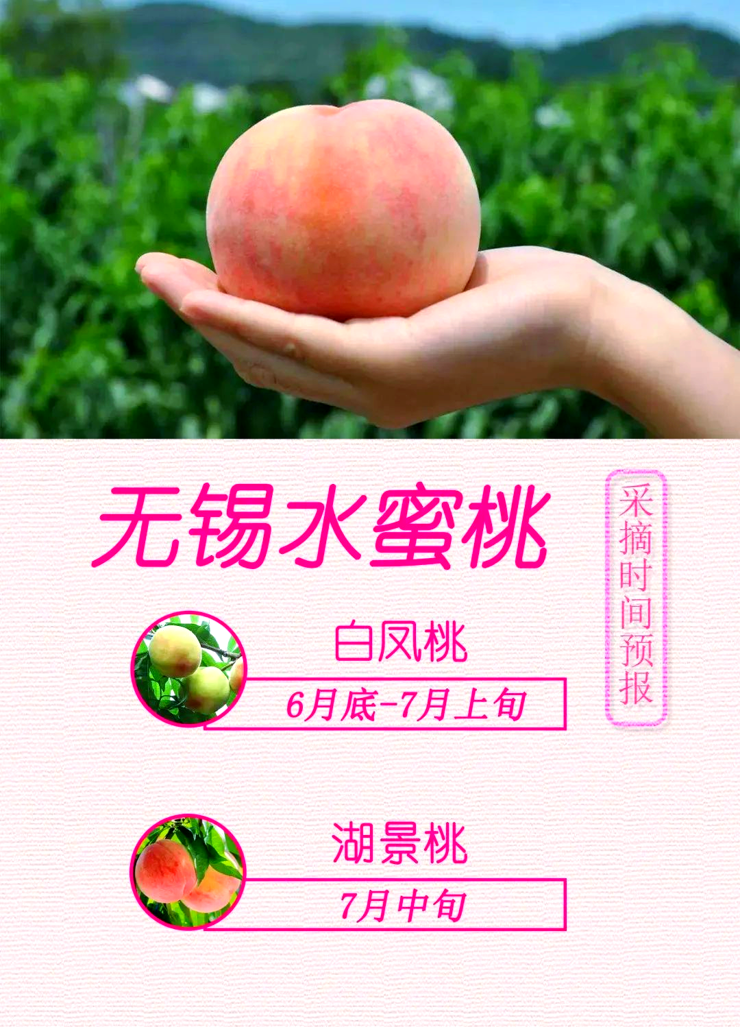 探秘搞蜜桃的魅力与价值-第2张图片