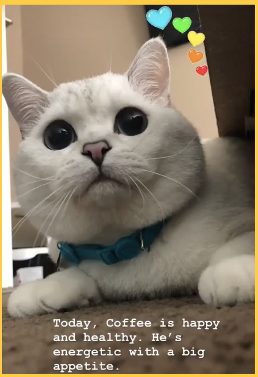 网络红人猫儿，萌宠时代的网络之星-第2张图片