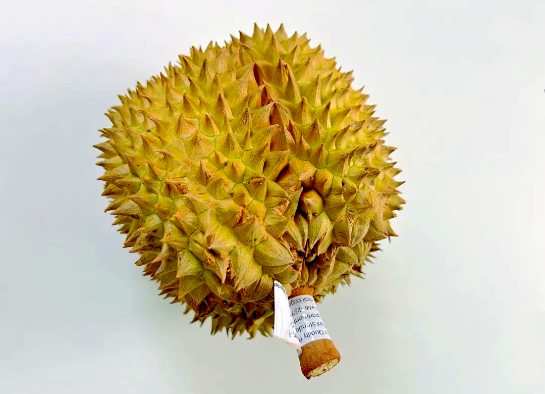 榴莲视频在线观看下载导航榴莲视频在线观看与下载，探索与体验的双重乐趣