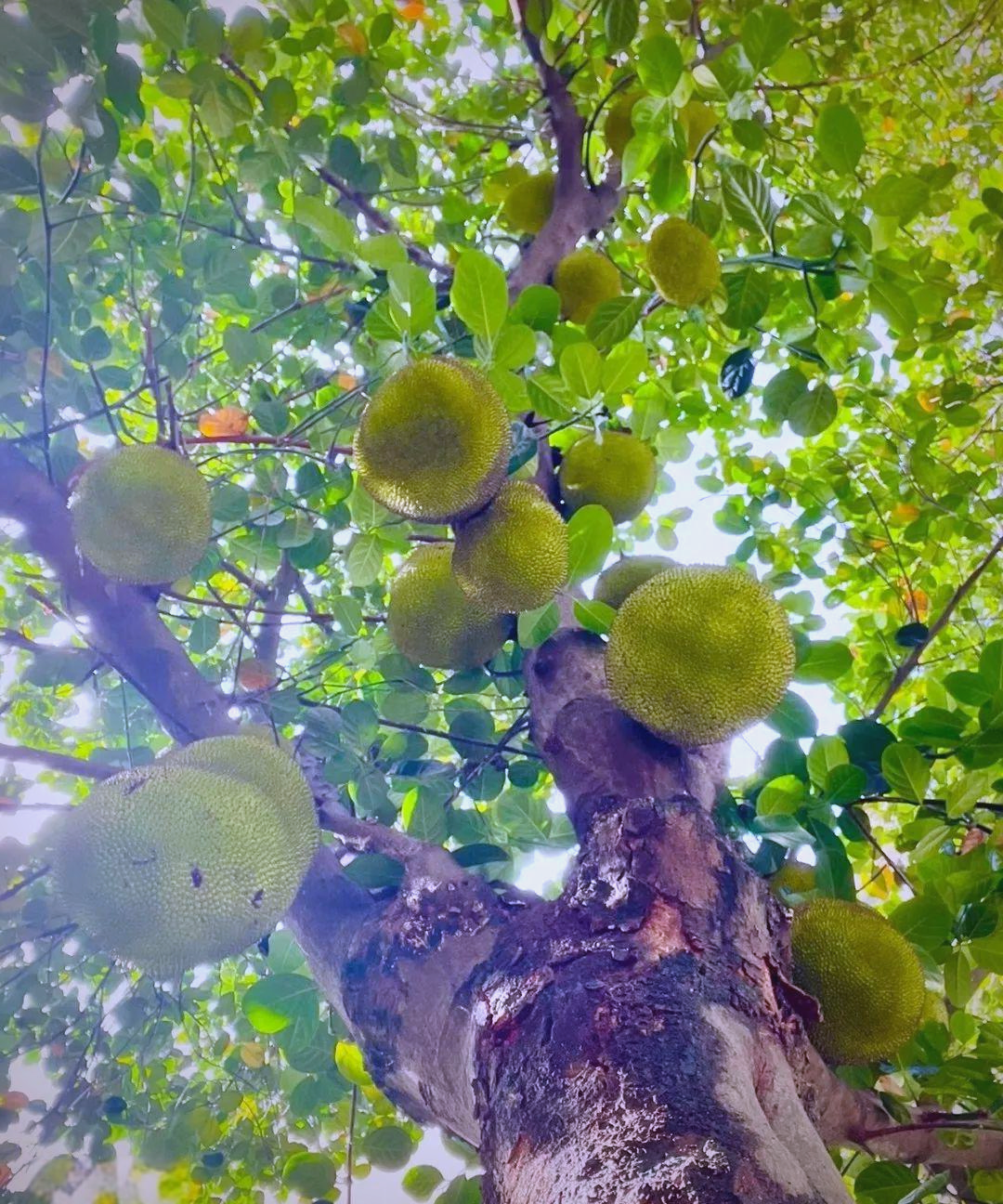 菠萝蜜进口路线区二1688iOS菠萝蜜进口路线区二1688的探索与发现-第3张图片