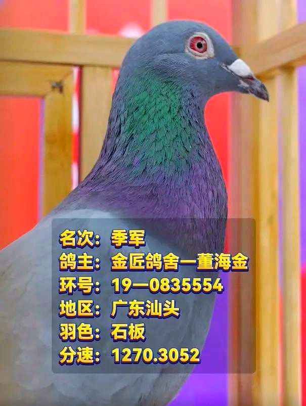 天南铜都赛鸽中心秋棚小棚2021年入棚照天南铜都赛鸽中心秋棚小棚的魅力之旅-第2张图片