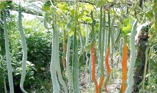 大瓜的奇妙世界