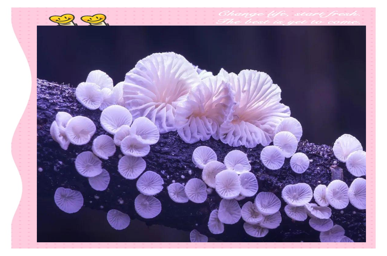 探索神秘世界，不思议微生物攻略-第3张图片