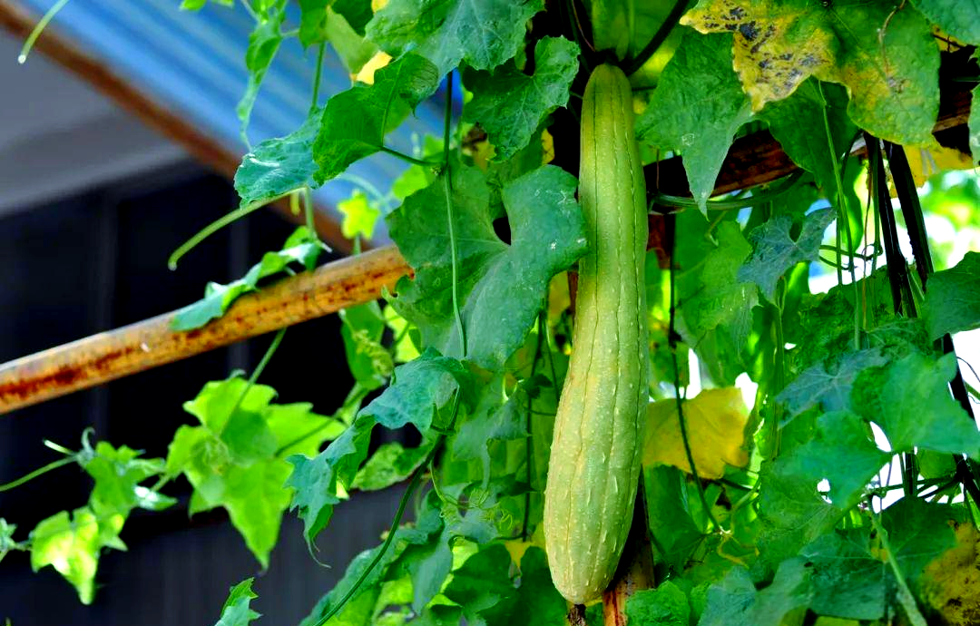 草莓丝瓜向日葵黄瓜榴莲ios影视福探索水果的奇妙世界——以草莓、丝瓜、向日葵、黄瓜、榴莲为例的IOS应用体验