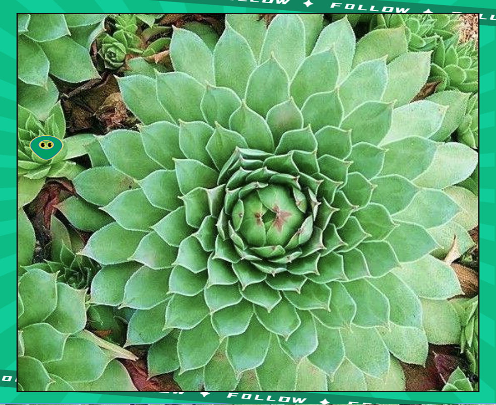 肉观音莲肉观音莲，一种独特的植物之美-第2张图片