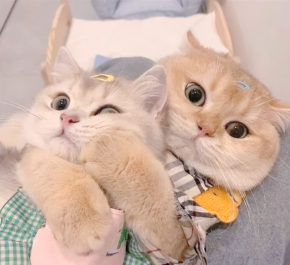探索成版人猫咪APP，一个全新的互动体验世界-第2张图片