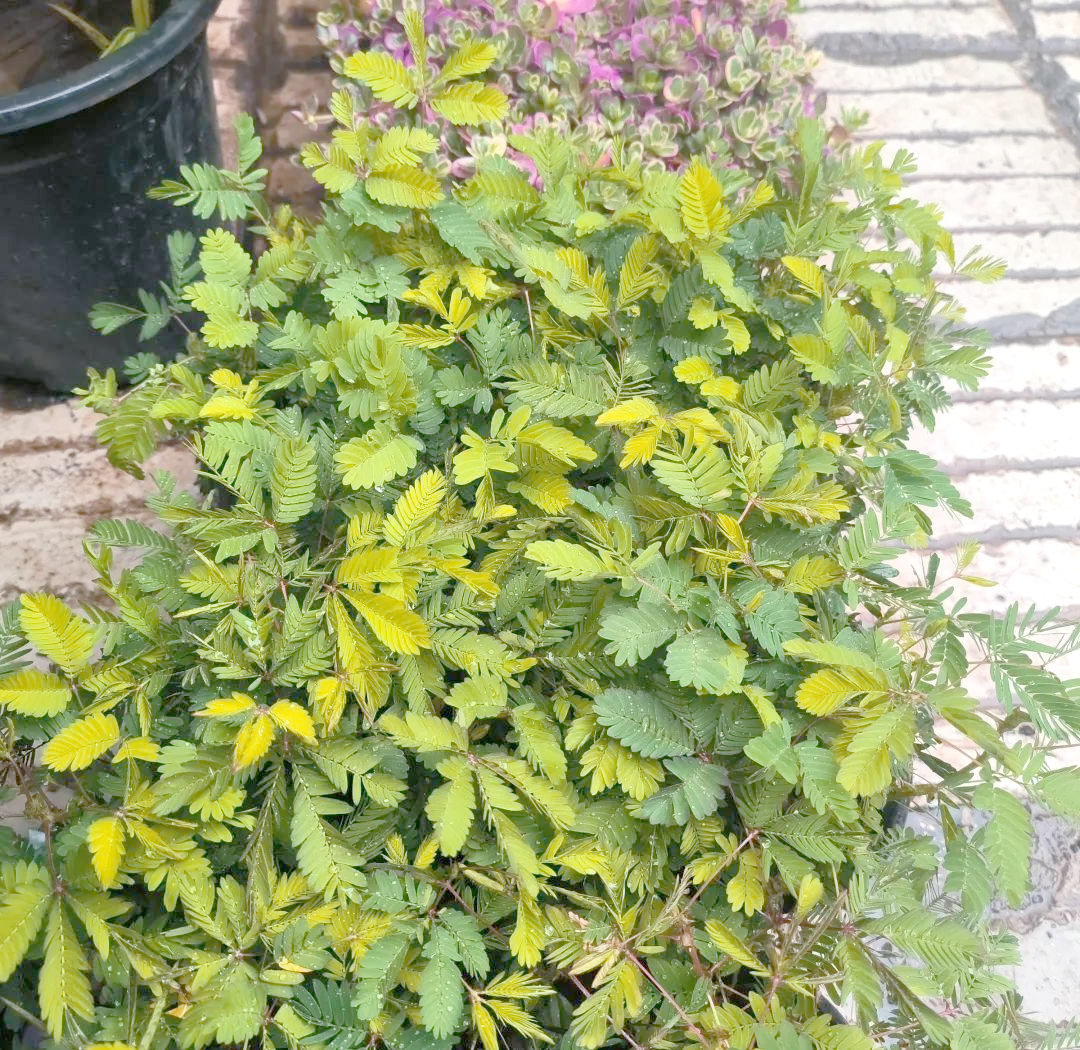 含羞草影视含羞草影视，探索现代影视文化的独特魅力-第1张图片