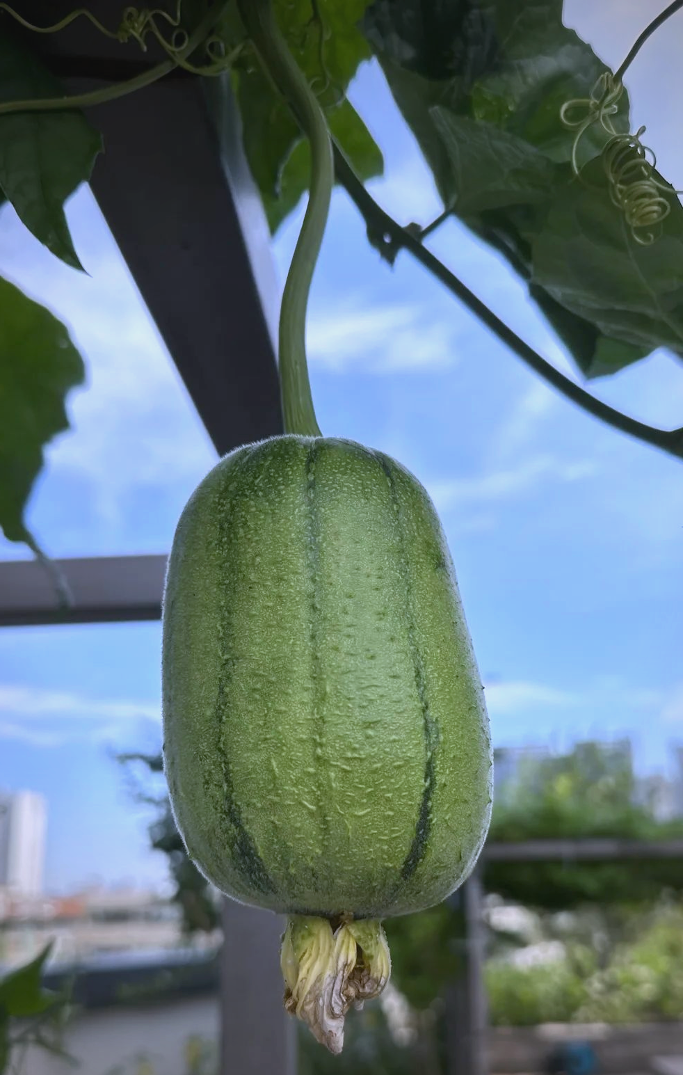 多彩水果盛宴——草莓、丝瓜、芭乐、樱桃与榴莲的奇妙世界