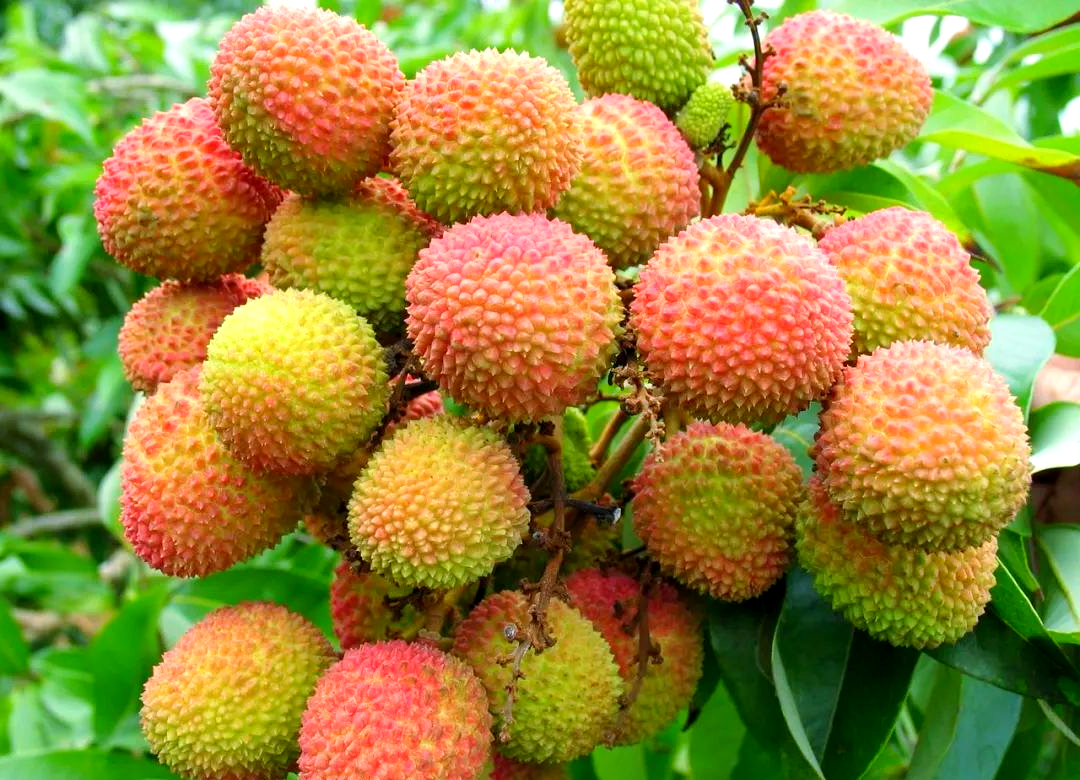 荔枝的诱惑与探索-第2张图片