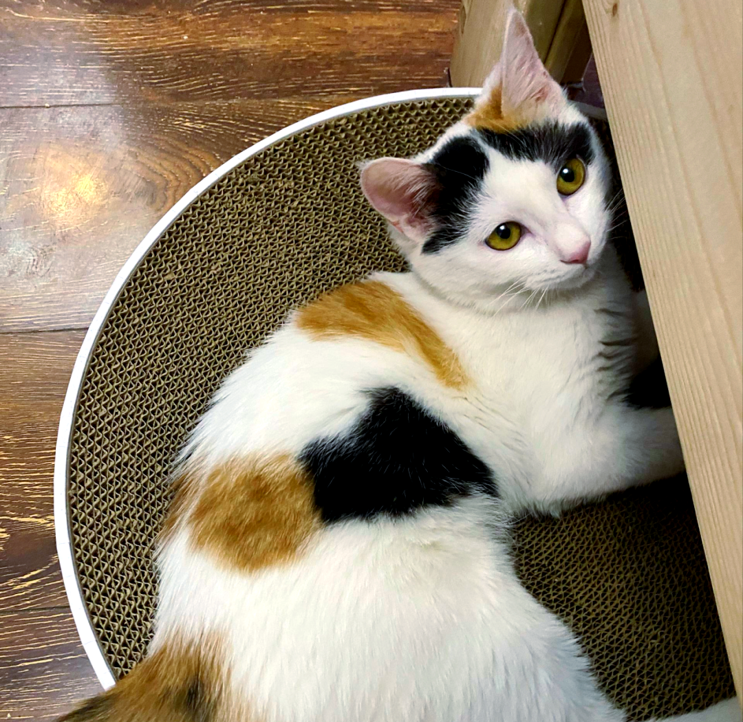 老版猫咪3.0.1老版猫咪3.0.1的回忆与体验
