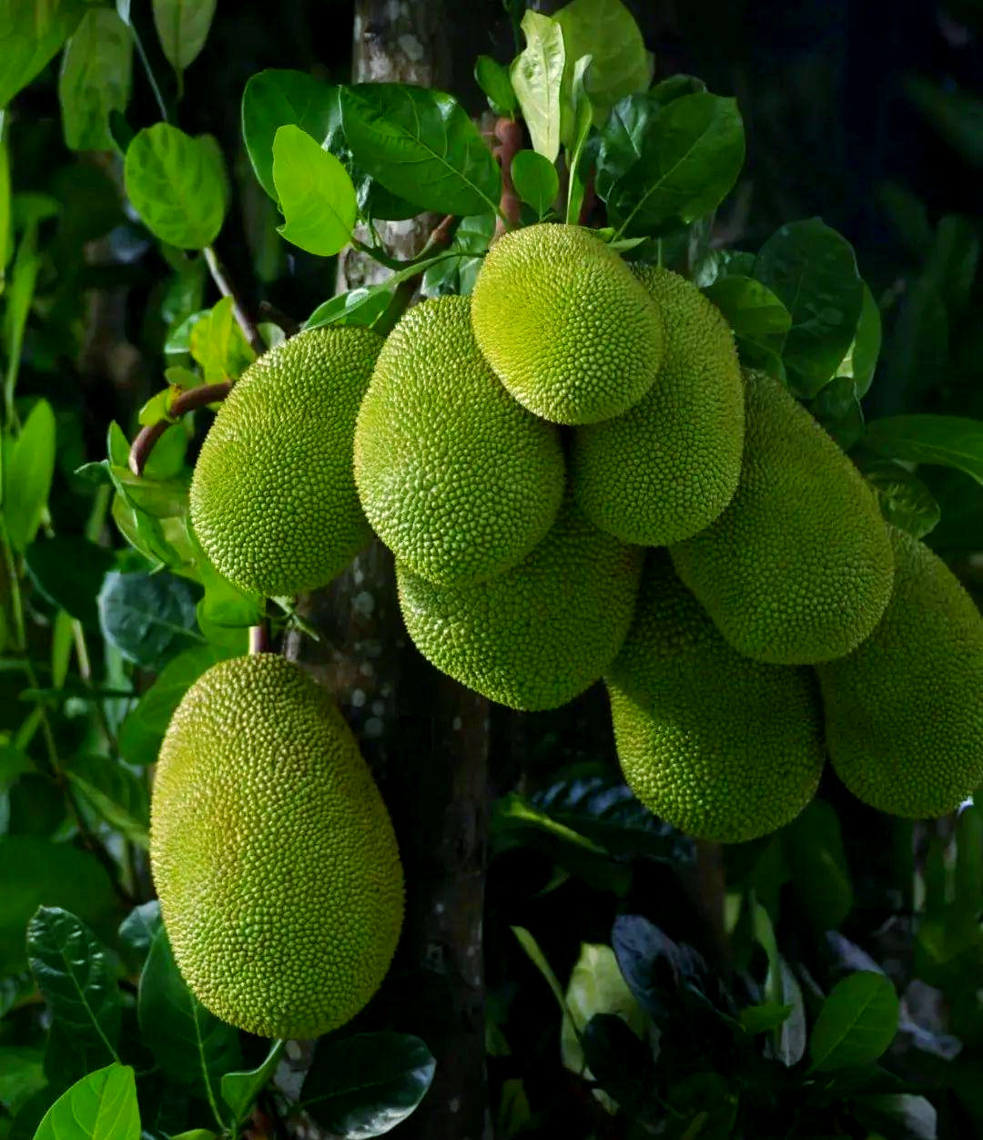 菠萝菠萝蜜高清视频在线播放菠萝菠萝蜜高清视频在线播放的奇妙体验