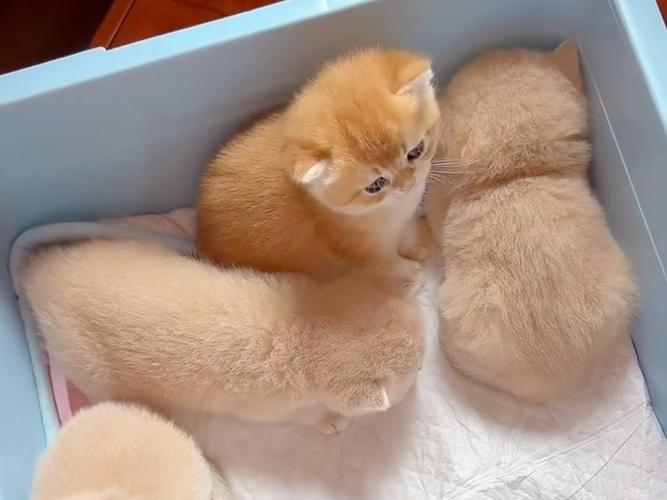 关于猫咪与免费人成软件下载的探讨-第2张图片