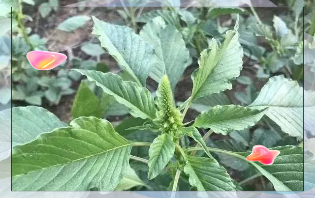 口袋怪物叶绿攻略口袋怪兽叶绿版攻略，全面解析与实用指南