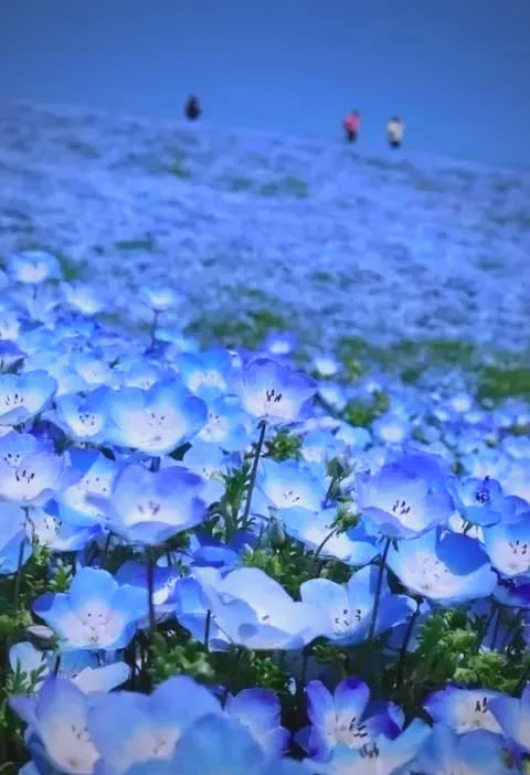 野花日本大全免费观看10中文 78kod.top野花日本大全免费观看指南-第2张图片