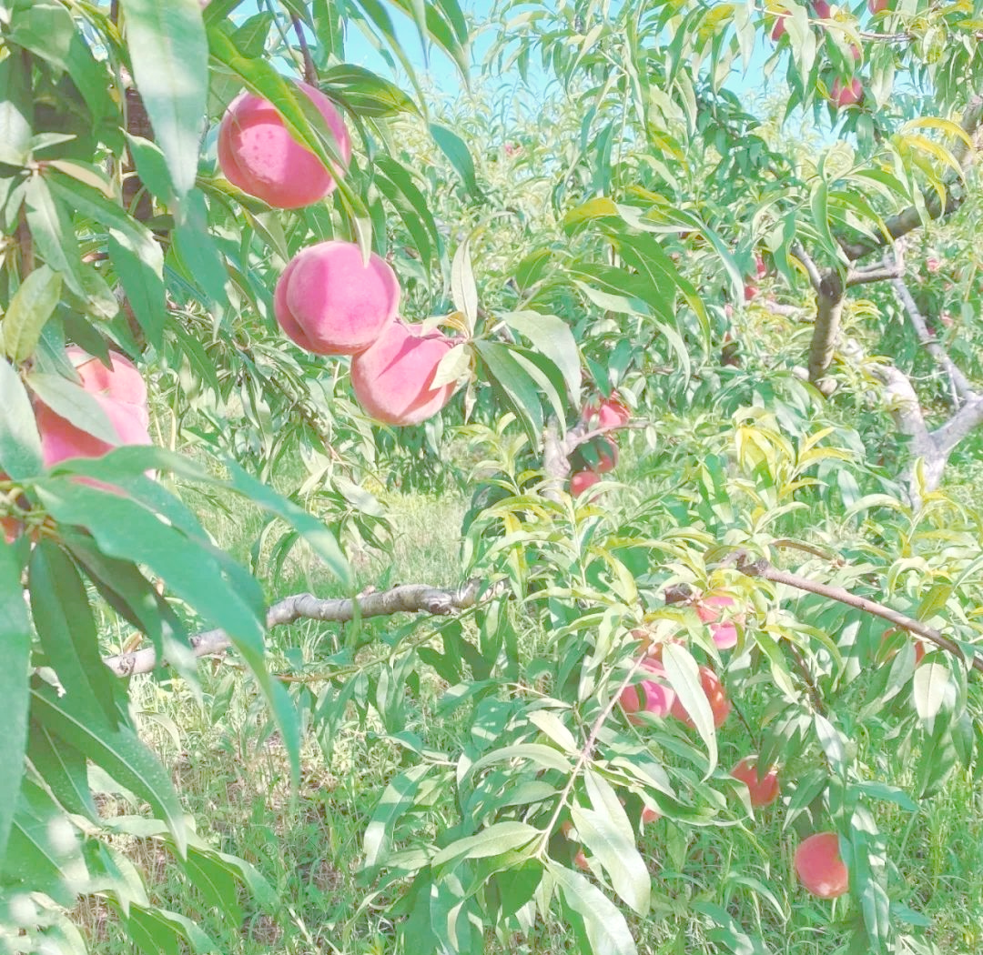 水蜜桃8844的魅力之旅