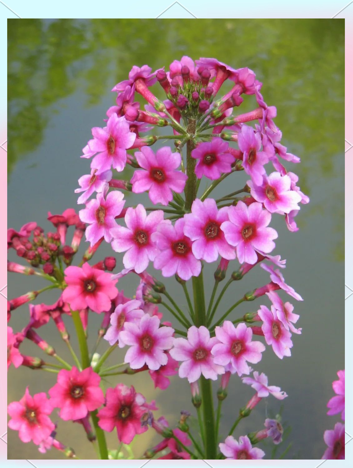 樱花草视频WWW日本韩国樱花草视频，探索日本与韩国的文化魅力
