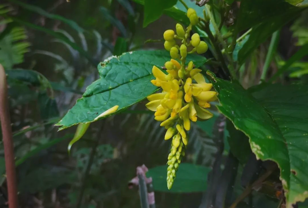 倒插莲花，美丽而独特的植物形态-第2张图片