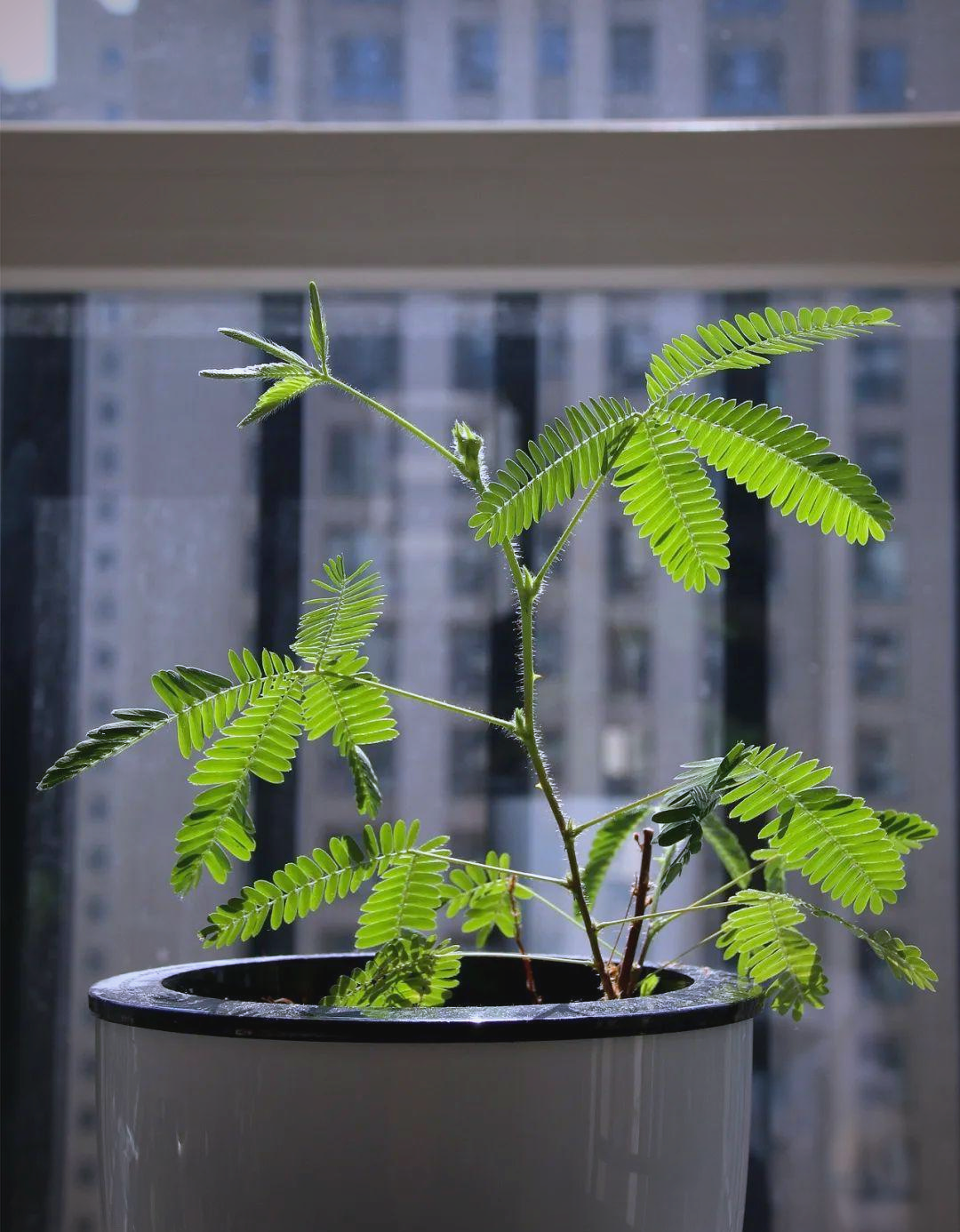 含羞草 在线 视频版含羞草的奇妙世界，在线视频版探索-第3张图片
