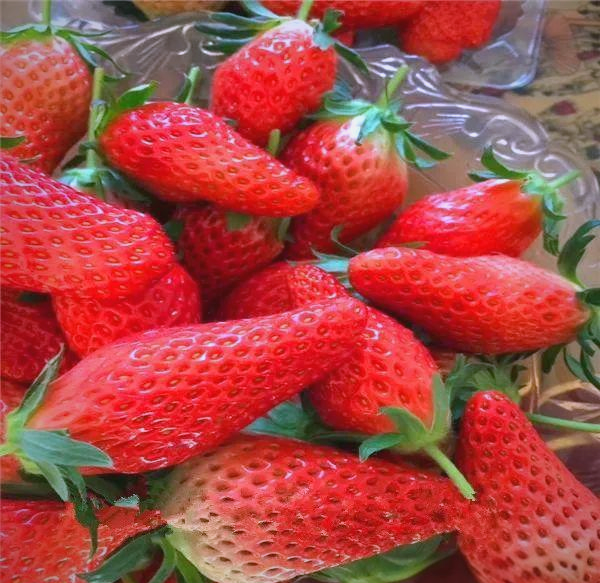 迈开腿，品味草莓的独特魅力-第2张图片