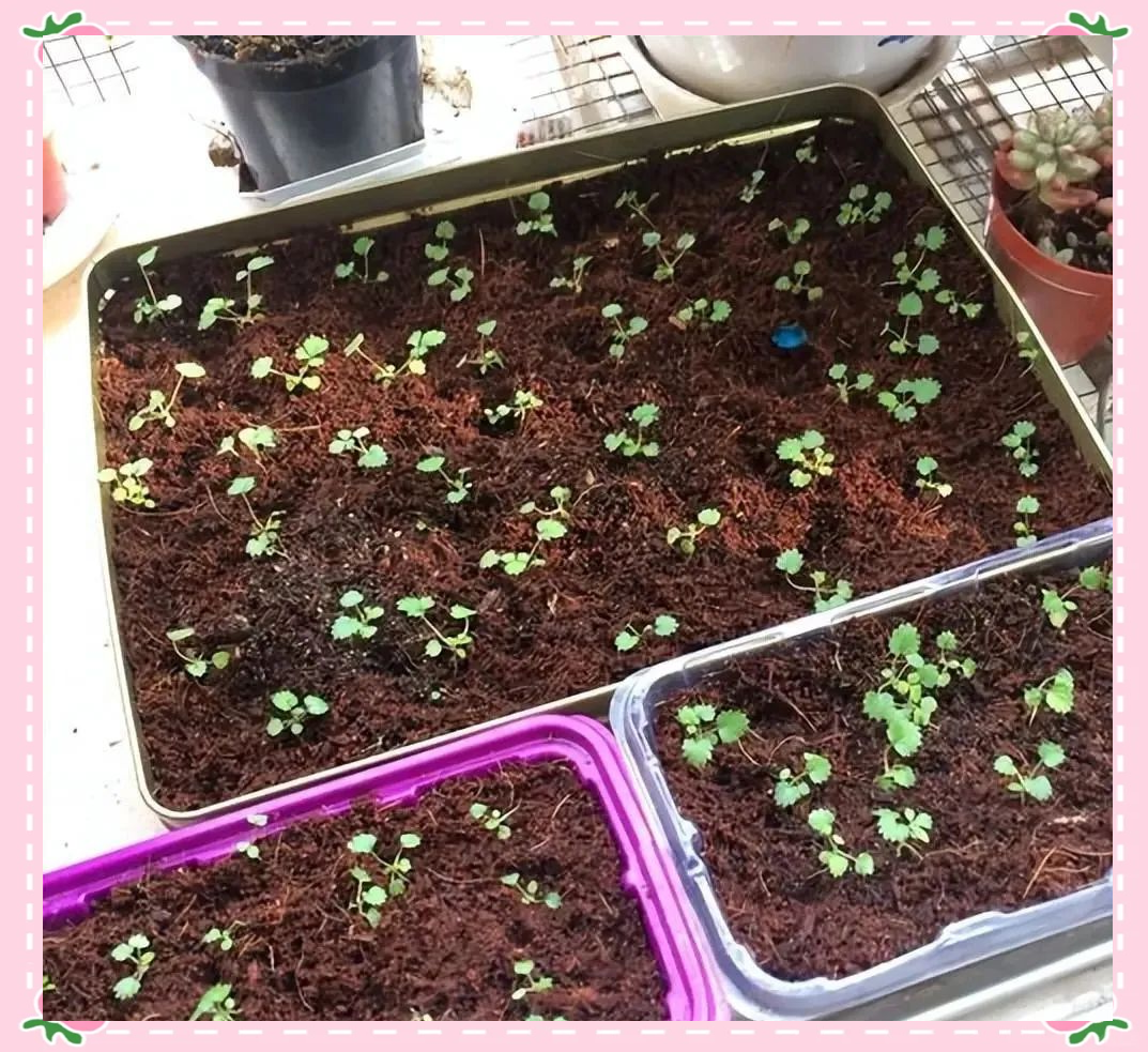 草莓榴种子怎么留草榴的种植方法与步骤