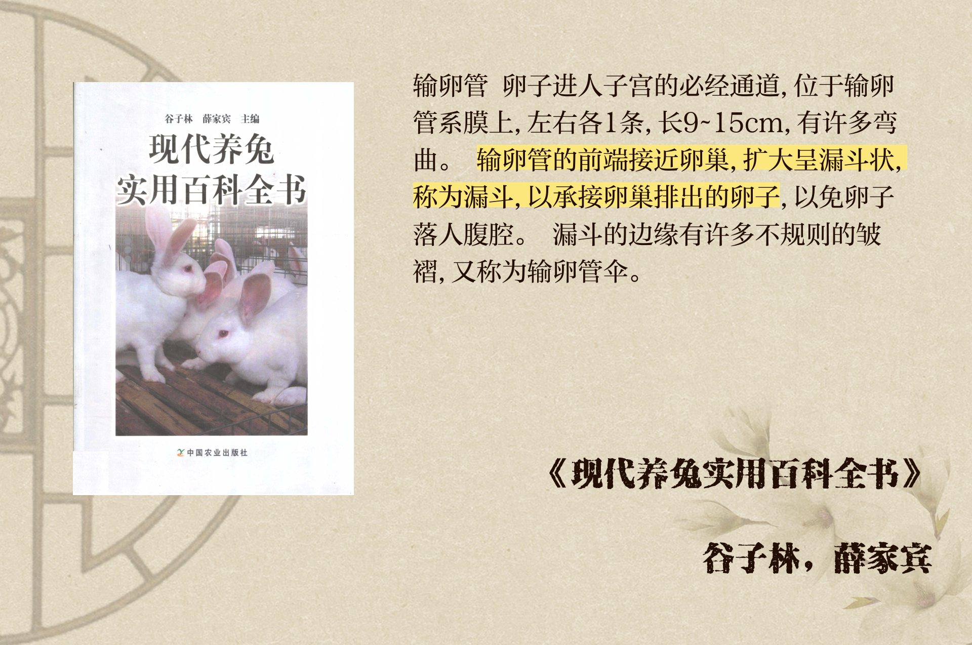 尺寸1v1长耳朵的兔子尺寸、对决与长耳朵的魅力——一场独特的1v1兔子较量
