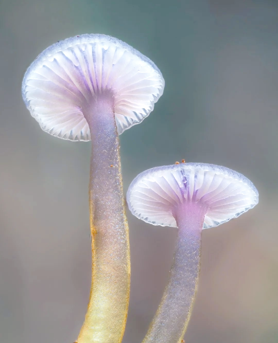 蘑菇家首页蘑菇家首页，探索与发现自然之美的门户-第2张图片