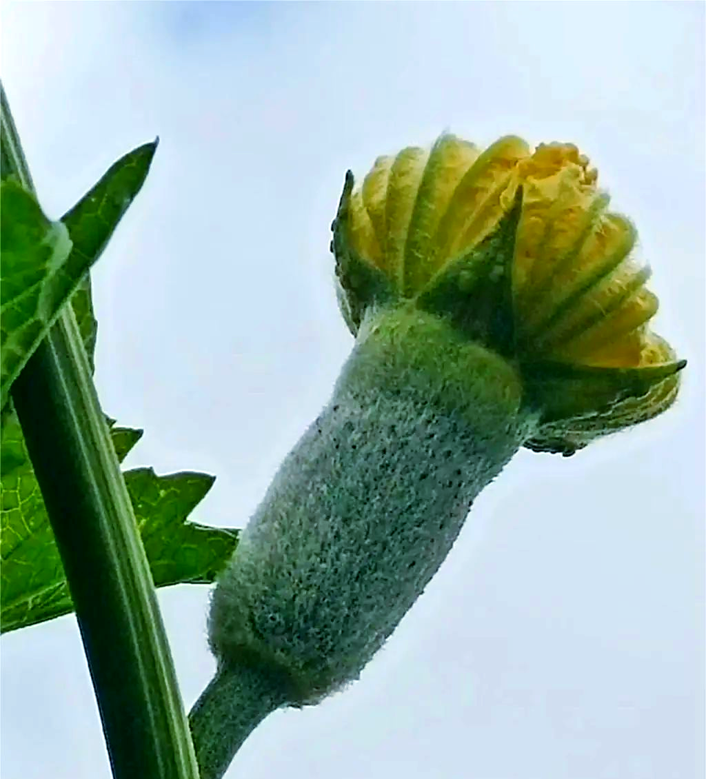 大瓜大瓜的奇妙世界