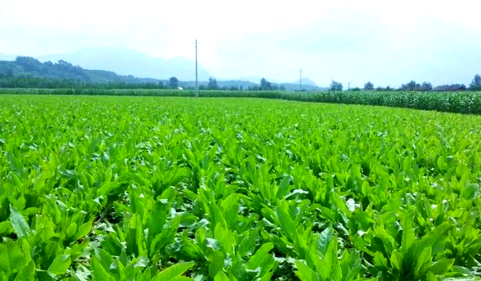 草馏最新草馏最新技术及其应用前景