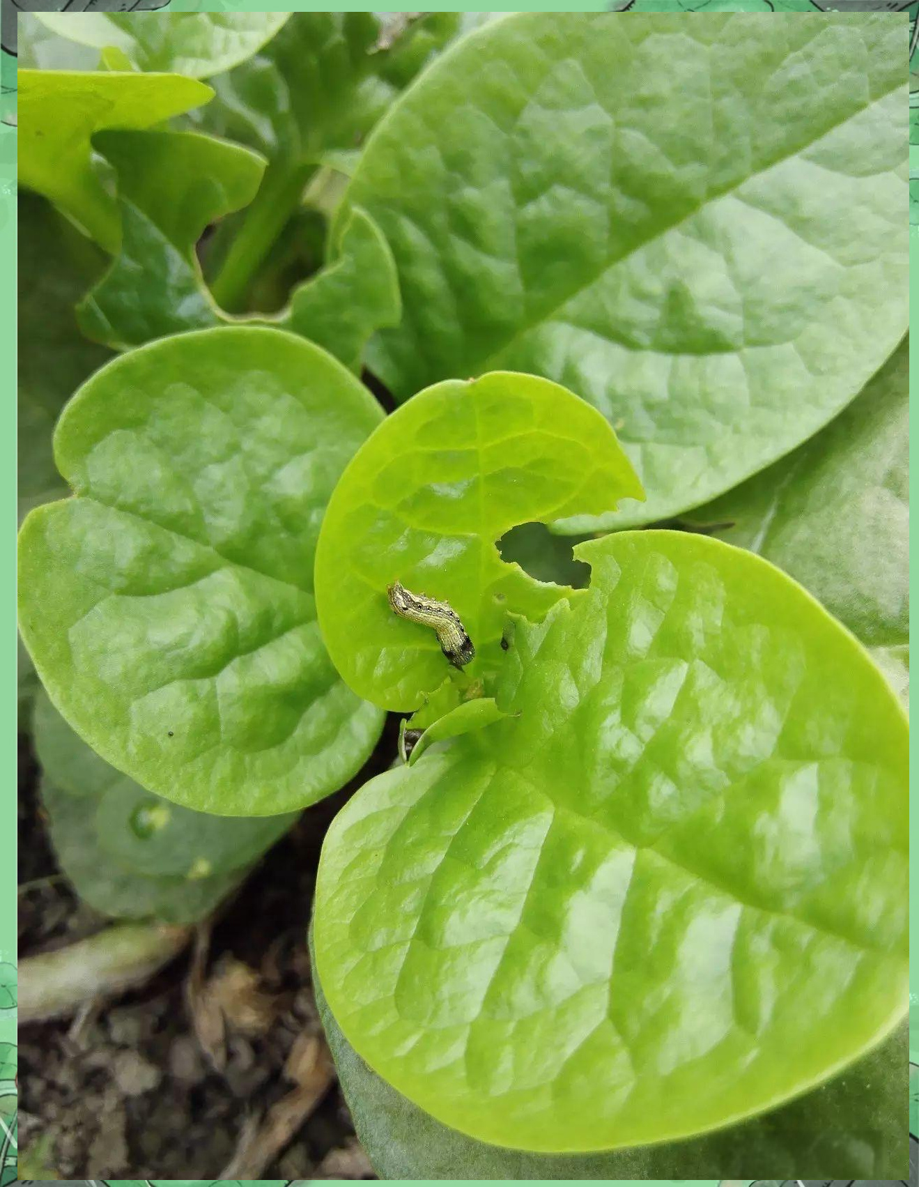 草莓香蕉丝瓜秋葵榴莲大全草莓、香蕉、丝瓜、秋葵、榴莲——水果与蔬菜的丰富营养大全-第3张图片