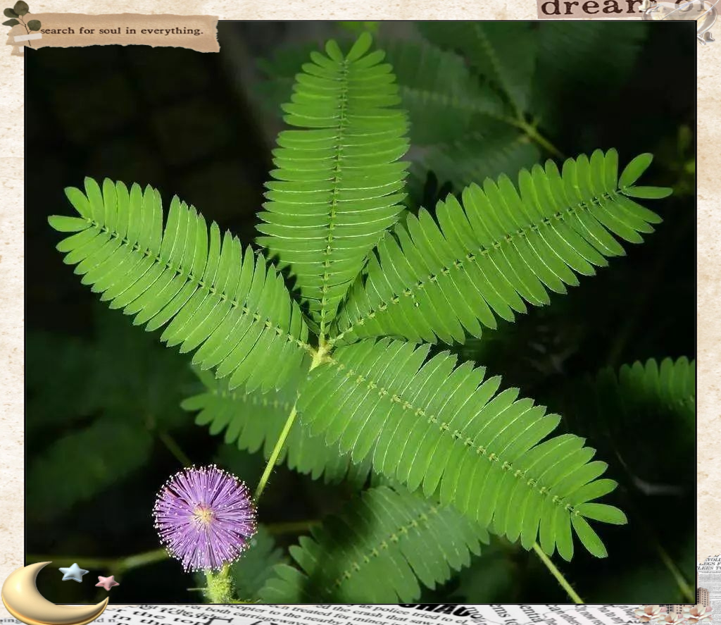 含羞草一卡2卡3卡4卡视频含羞草一卡、二卡、三卡、四卡之植物奥秘-第1张图片
