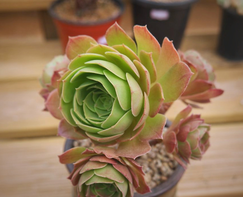 多肉500污篇多肉植物的魅力与养护之道-第2张图片