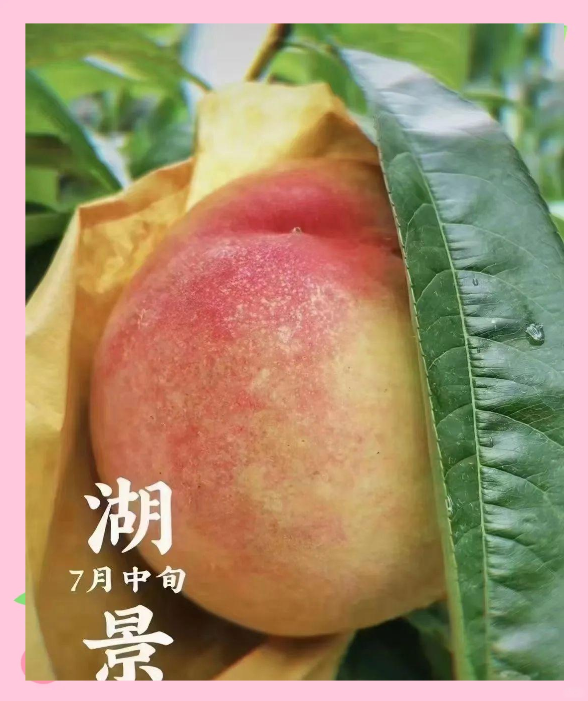 水蜜桃8844入口水蜜桃8844的魅力之旅-第2张图片