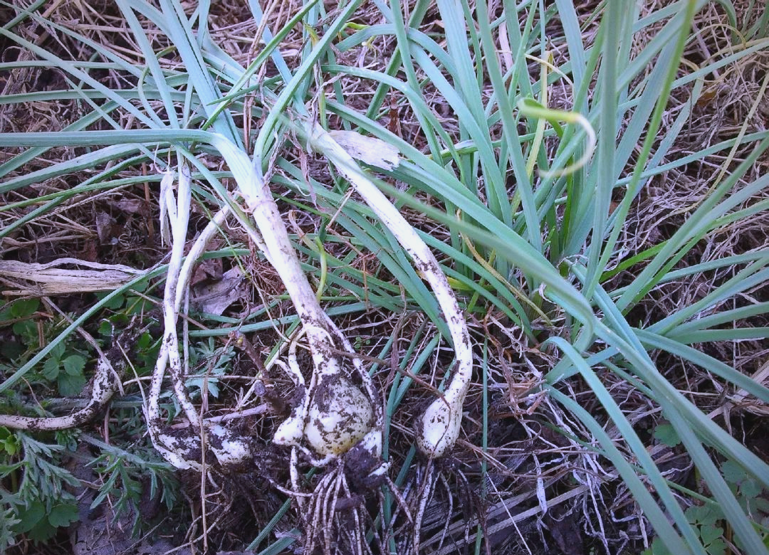 基萨尔野菜基萨尔野菜的魅力与独特之处