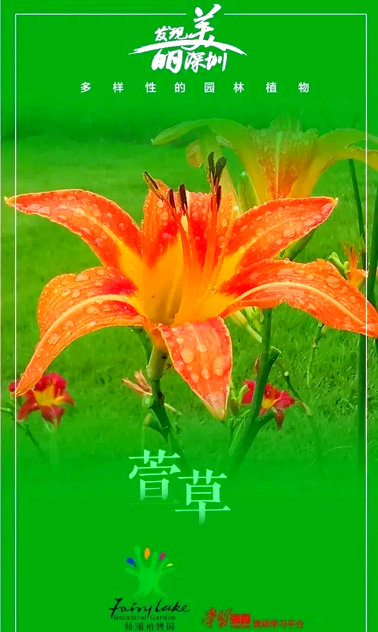 忘忧草日b忘忧草与日本文化，在线探索日本之美-第2张图片